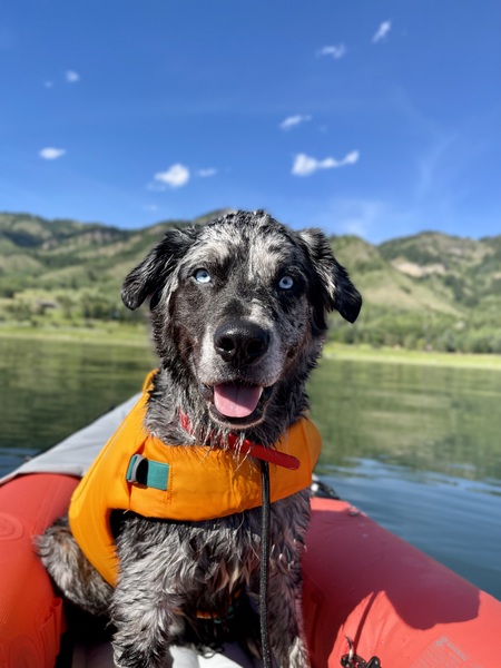 Maverick