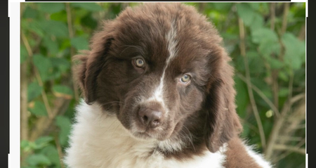 Duke
