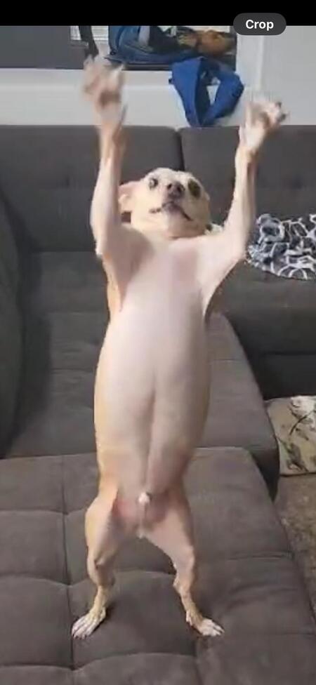 Milo