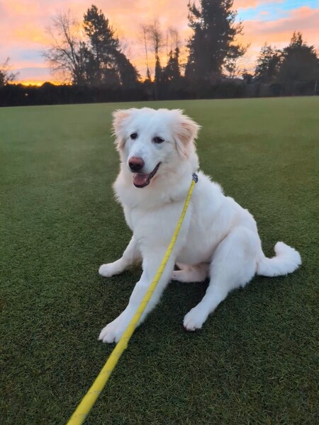 Yogi