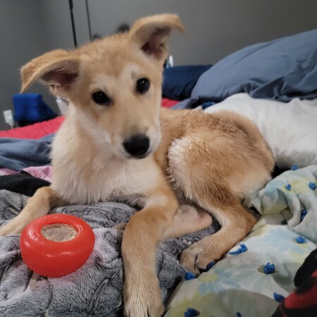 STELLA