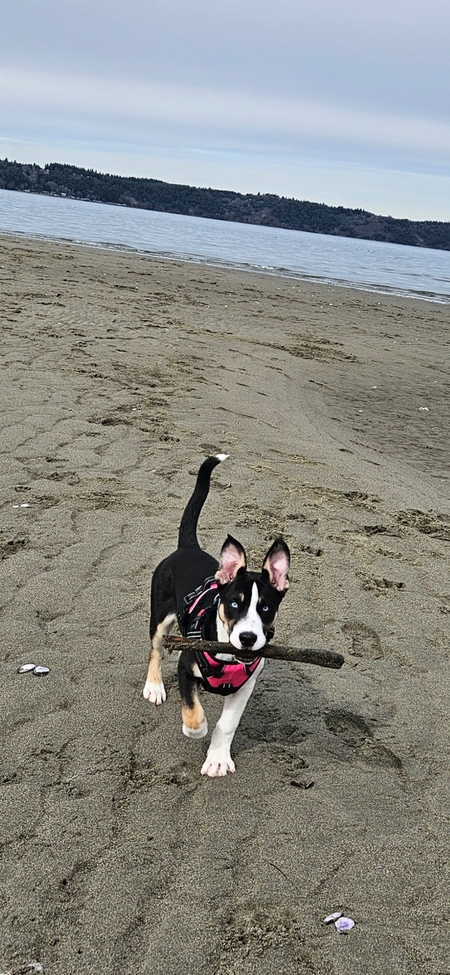 Huckleberry 