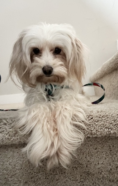 Bonita