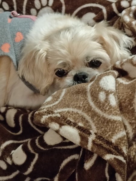 Chi Chi