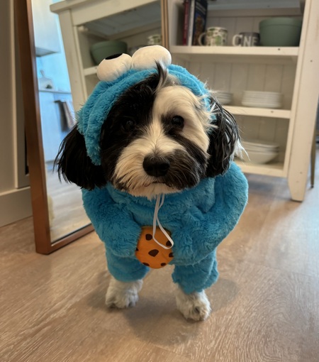 Cookie Monster