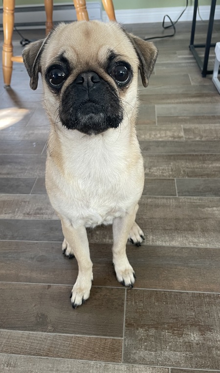 Georgie