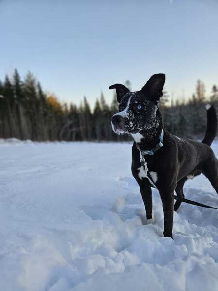 Loki
