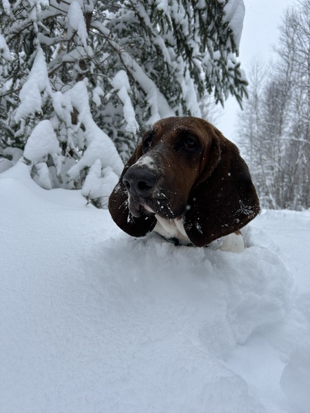 Linus