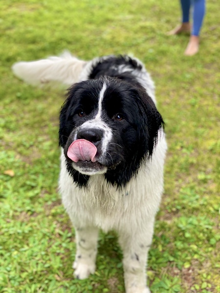 Odin