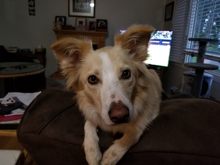 Myko
