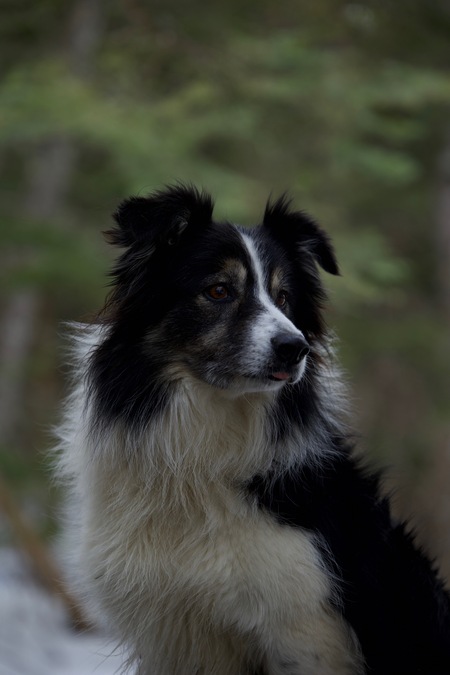 Willie