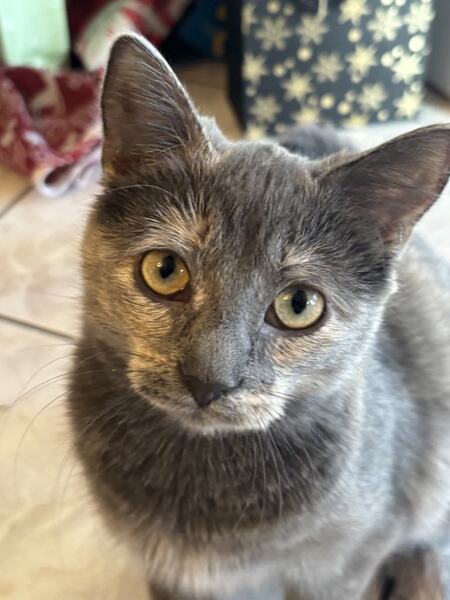 Lily