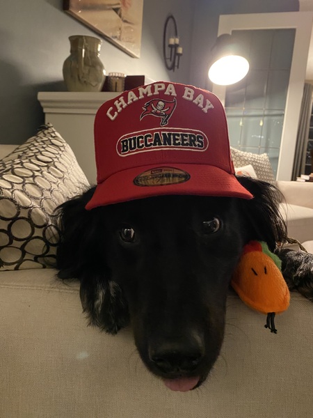 Rye Dog