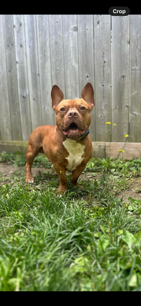 Milo