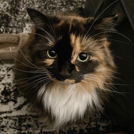 Penny