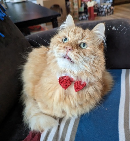 Gus