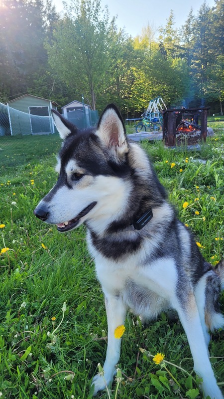 Willow