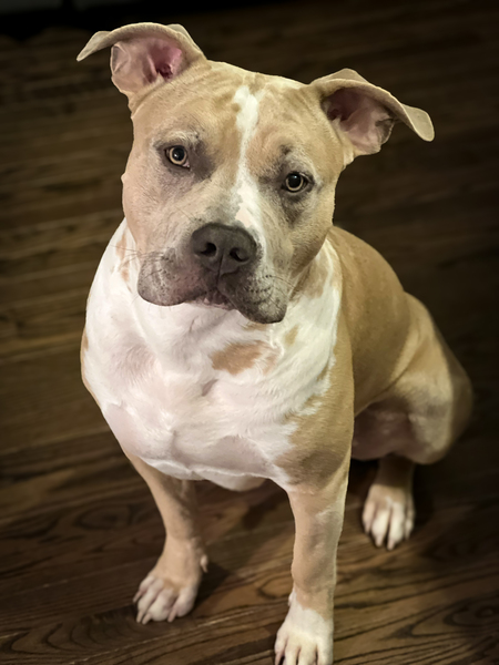 Finley