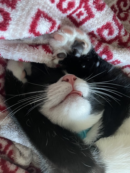 Lando