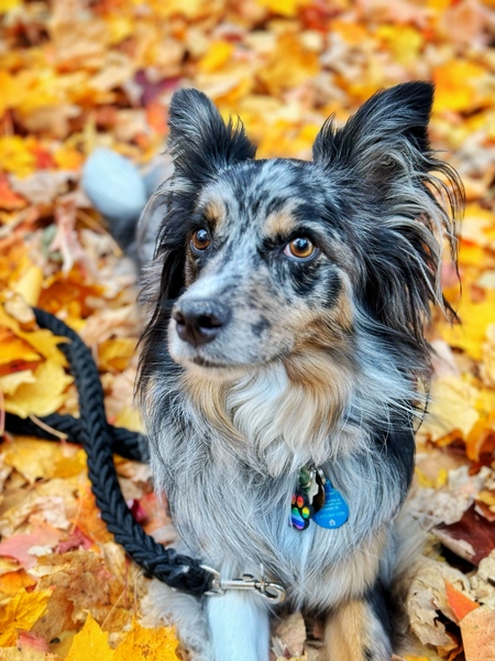 Sadie