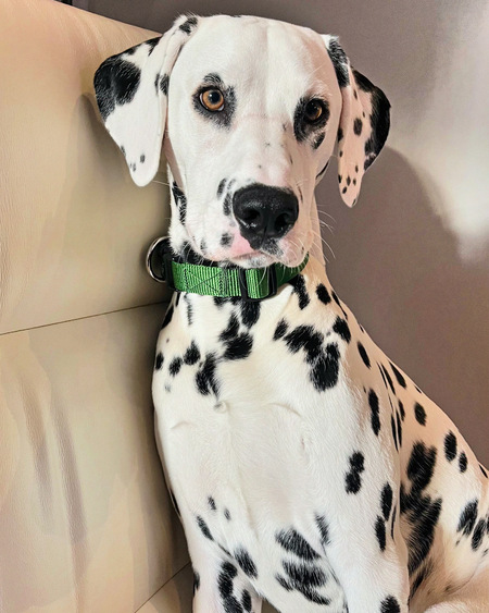 Franklin