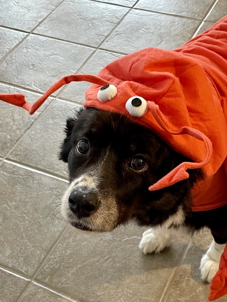 Toby