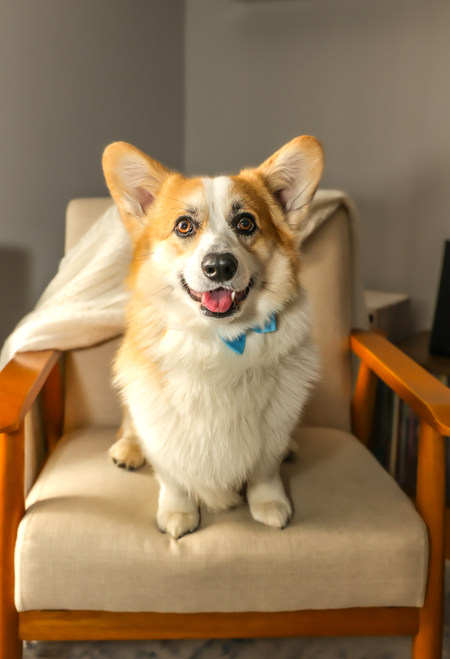 Sir Henry McFluffbottom