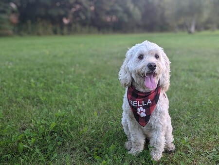 Bella