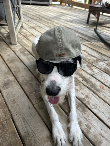 Hank