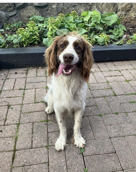 Archie