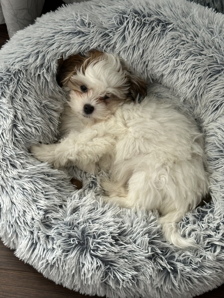 Marley