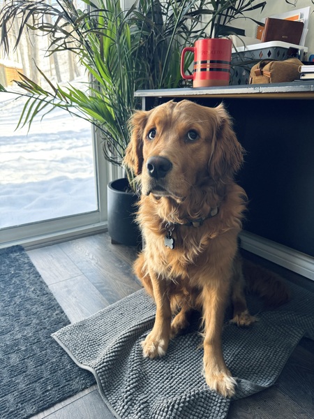 Koda