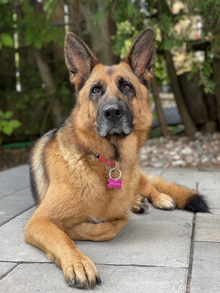 Bauer