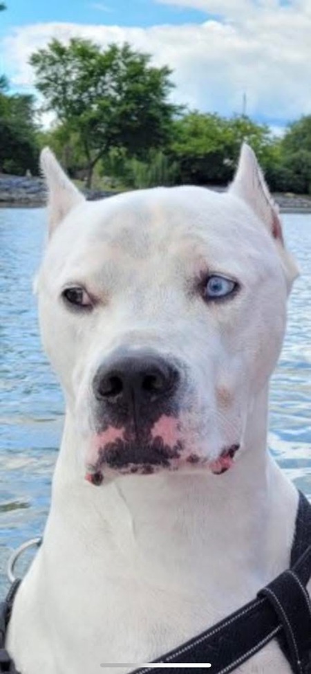 Drogo