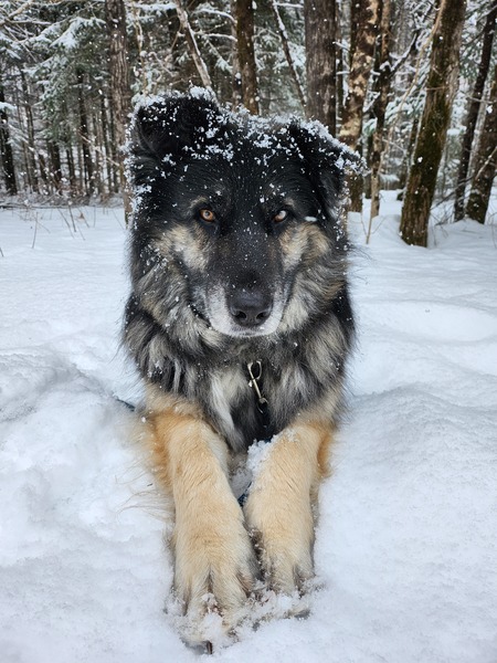 Georgie
