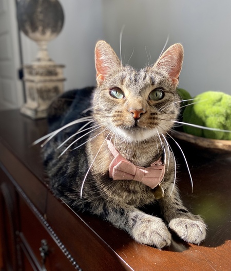 Princess Cleo