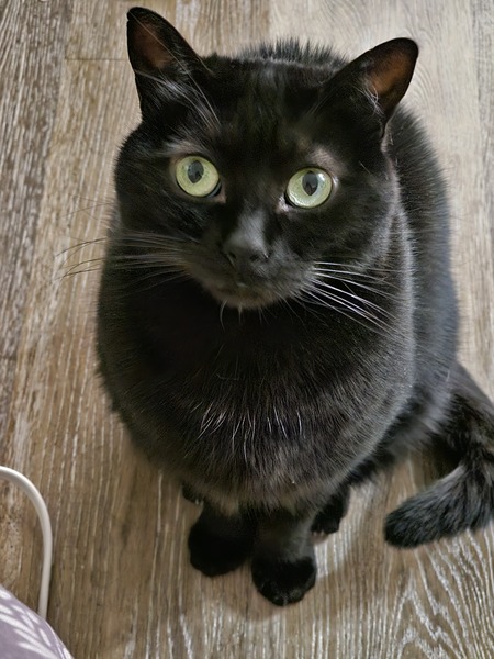 Bastet