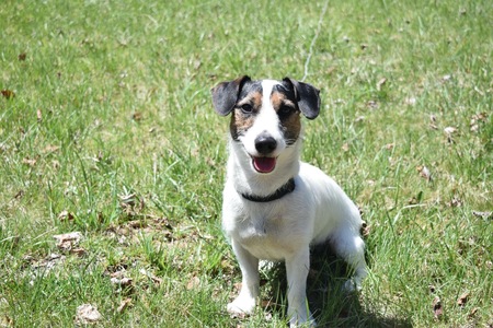 Jack