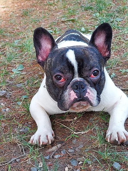 Buster 