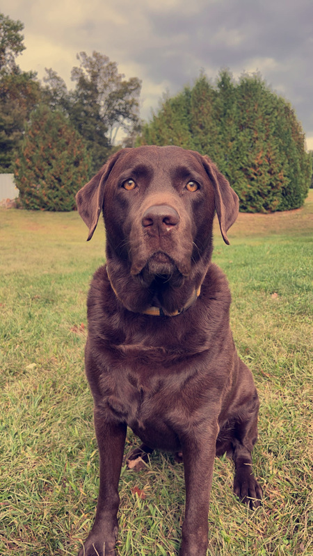 Barley 