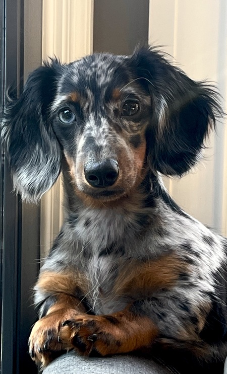 Remington Blue Steel (Remi)