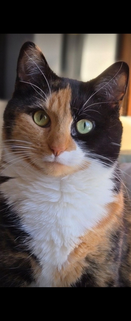 Vera