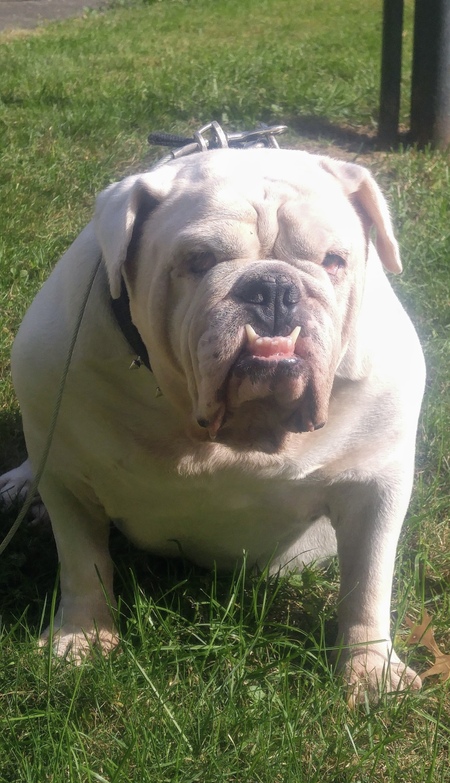 Beefcake