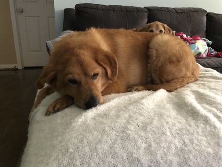 Nala Dog Jones