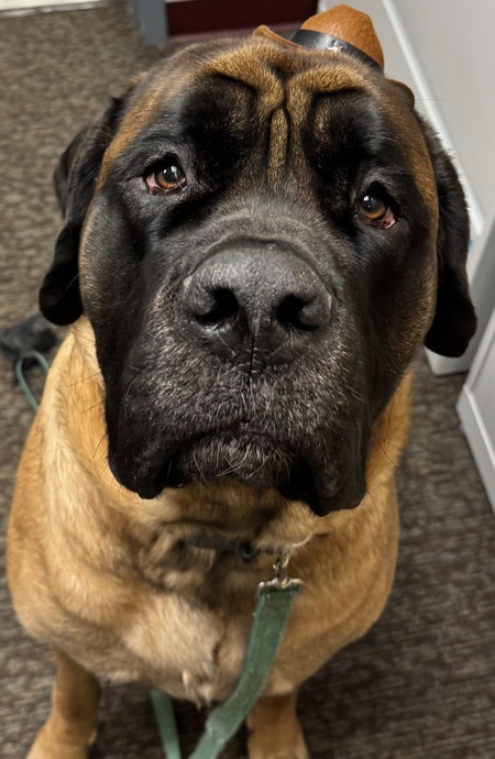Hank