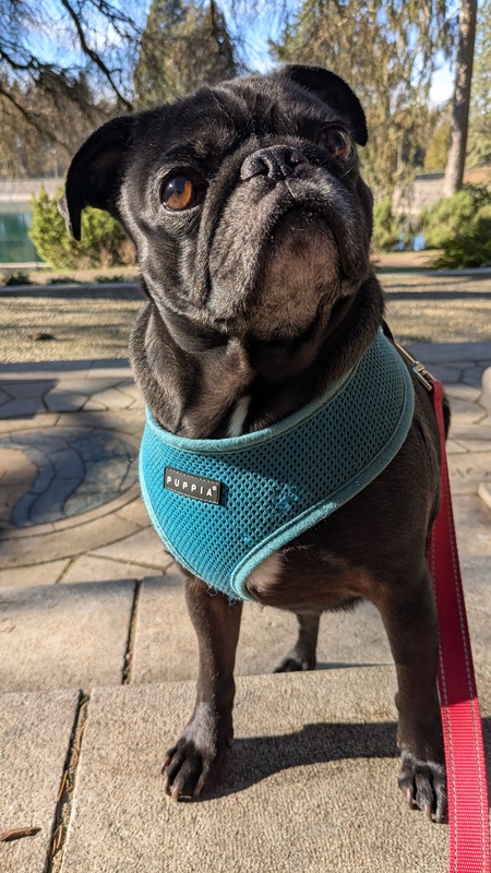 Apollo