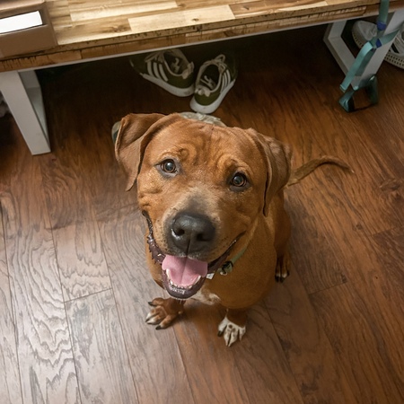 Rosie