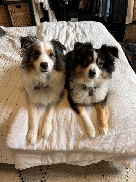 Scout & zazi 
