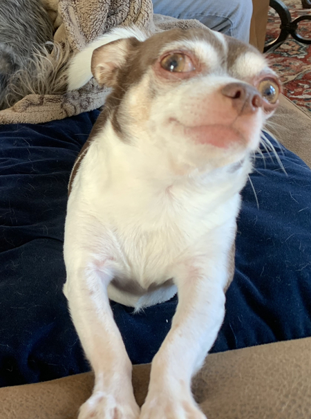 Gizmo