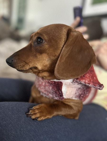Piper 